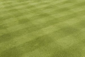 Mowed Lawn